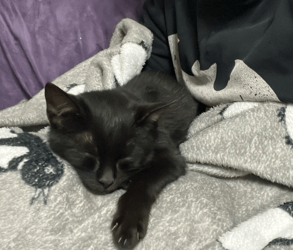 Lo strano caso del radiologo che sfidò le regole per salvare la sua gatta  